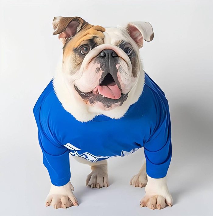 德雷克大学吉祥物斗牛犬